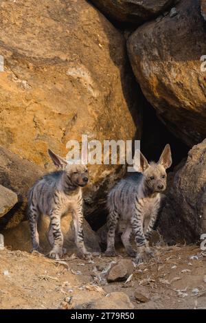 Chiots indiens à hyène rayé dans la nature Banque D'Images