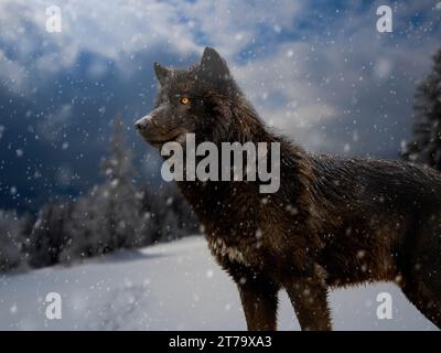 Portrait d'un loup canadien par temps enneigé. Banque D'Images