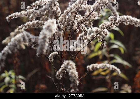 Fleurs sèches dans la forêt d'automne Banque D'Images