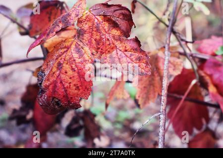 Fleurs sèches dans la forêt d'automne Banque D'Images