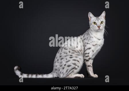 Incroyable chat Savannah F5 à pois argentés, assis sur le côté. Regarder vers l'appareil photo. Isolé sur fond noir. Banque D'Images