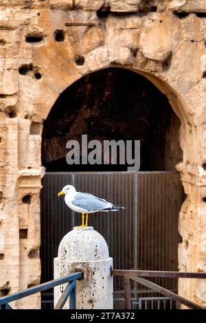 Mouette à pattes jaunes (Larus michahellis) debout sur un pilier devant le Colisée, Rome, Italie Banque D'Images