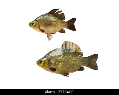 petit et grand crucian isolé sur fond blanc Banque D'Images