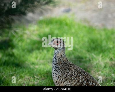 Portrait de femelle Himalayan ou Impeyan monal (Lophophophorus impejanus) Banque D'Images