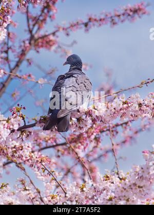 le pigeon de bois sauvage est assis sur des fleurs de cerisier Banque D'Images