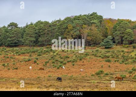 Vues et promenades autour de brockenhurst nouvelle forêt hampshire active60 animaux utilisables et à l'extérieur en automne poneys liberté pâturage errant Banque D'Images