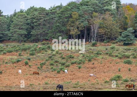 Vues et promenades autour de brockenhurst nouvelle forêt hampshire active60 animaux utilisables et à l'extérieur en automne poneys liberté pâturage errant Banque D'Images