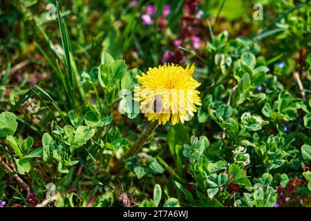 Dans une vue rapprochée captivante, une fleur de pissenlit jaune vibrante occupe le devant de la scène, avec un minuscule coléoptère noir explorant ses pétales délicats, tous décorés Banque D'Images
