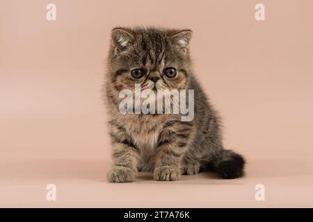 chaton shorthair exotique triste est assis sur fond de studio léger. Couleur marron Banque D'Images