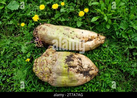 Une photo de deux légumes-racines couchés sur un lit d'herbe et de pissenlits. Deux grandes betteraves fourragères reposent sur le sol près des fleurs. Banque D'Images