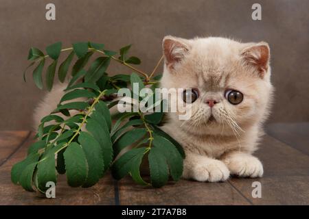 beau chaton shorthair exotique se trouve sur le fond brun du studio. chaton joue avec les baies rowan. Crème de couleur Banque D'Images