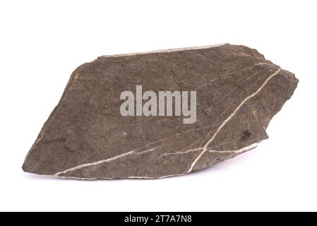 Le calcaire carbonifère est une roche sédimentaire carbonée riche en carbone. Cet échantillon provient de Figols, Barcelone, Catalogne, Espagne. Banque D'Images