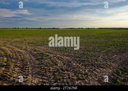 Un champ avec de jeunes plantes poussant en rangées sous un ciel nuageux. Un champ agricole semé de maïs. Germes de maïs dans le champ. Paysage de soirée. Banque D'Images