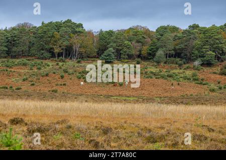 Vues et promenades autour de brockenhurst nouvelle forêt hampshire active60 animaux utilisables et à l'extérieur en automne poneys liberté pâturage errant Banque D'Images