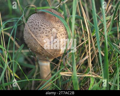 Jeune champignon parasol , Macrolepiota procera, Agaricaceae Banque D'Images