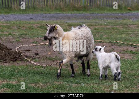 Portrait d'une chèvre domestique rustique blanche avec un enfant sur la pelouse dans la cour. Lait du village. Laine. Une famille de chèvres. Banque D'Images