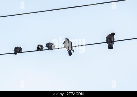 Pigeons d'oiseaux affamés humides gelés assis sur des fils électriques après la pluie sur un fond de ciel bleu. Banque D'Images