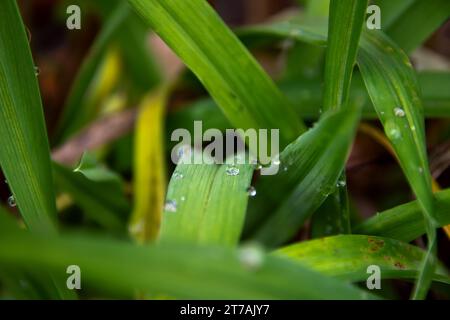 Plantes vertes avec de l'eau et des gouttelettes de pluie. Banque D'Images