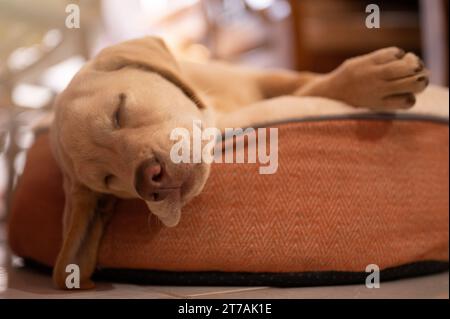 Labrador dormant sur l'oreiller dans le fond intérieur de la maison Banque D'Images