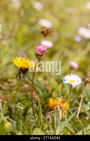 photographie macro verticale d'un champ plein de fleurs avec une abeille volante pleine de pollen. protéger la biodiversité et les pollinisateurs. Copier l'espace. Banque D'Images