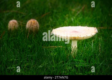 Grand champignon dans la nature avec deux petits dans le dos, lueur légère sur le champignon principal Banque D'Images