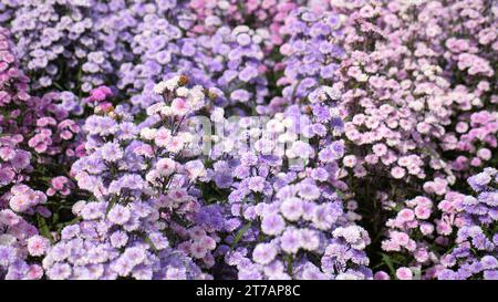 Gros plan d'une délicate fleur sauvage violette Banque D'Images