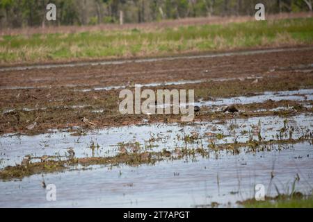 Ibis (Plegadis chihi) à face blanche pour la recherche de nourriture dans un champ agricole inondé Banque D'Images