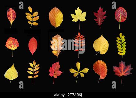 07.11.2023/Sachsen Anhalt Sachsen-Anhalt Herbstlaub, bunte Blätter gefärbte Blätter 1.Reihe von links nach rechts : Berberitze, Erbsenstrauch, Buche, Feldahorn, Roteiche, Perückenstrauch 2.Reihe von links nach rechts Zitterpaappel, Traubenkirsche, Traubeneiche, Essigbaum, Linde, Robinie 3.Reihe von Links nach rechts Birke, Heckenrose, Brombeere, Roßkastanie, Erle, Spitzahorn *** 07 11 2023 Saxe Anhalt Saxe Anhalt feuilles d'automne, feuilles colorées feuilles colorées 1 rangée de gauche à droite, cannelle, pois, hêtre, érable des champs, chêne rouge, buisson perruque 2 rangées de gauche à droite trembler le tremble, pleurant c Banque D'Images