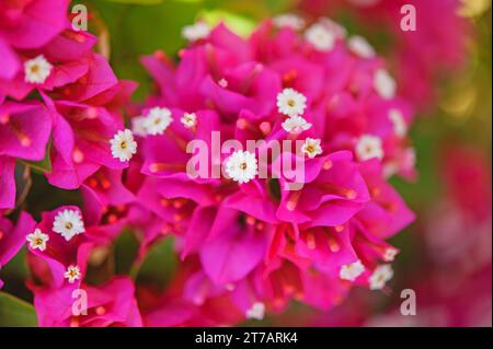 Bougainvilliers dans le parc de la ville d'été. Banque D'Images