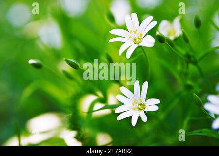 Stellaria fleurit sur la prairie verte de mai. Banque D'Images