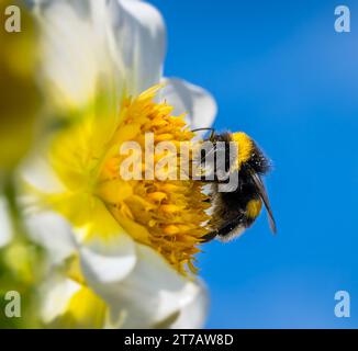 Macro d'une abeille pollinisante à une fleur de dahlia Banque D'Images