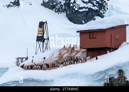 Manchots gentoo (Pygoscelis papua), base de recherche Argentine Almirante Brown, Paradise Bay, Antarctique. Banque D'Images