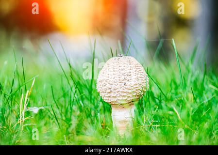 Parapluies champignon pousse dans l'herbe verte. Macrolepiota procera, le champignon parasol, est un champignon basidiomycète avec une grosse fructification bo Banque D'Images