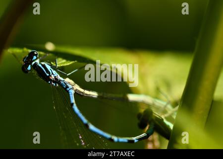 Demoiselle d'azur sur une feuille Banque D'Images