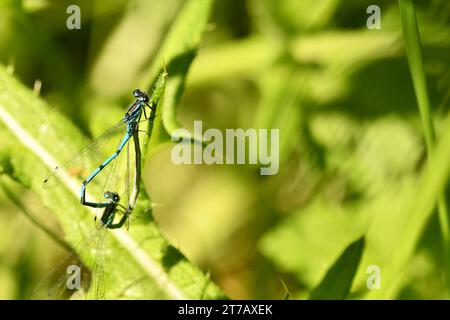 Demoiselle d'azur sur une feuille Banque D'Images