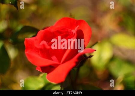 Rose rouge dans le jardin du château de Kilkenny Banque D'Images