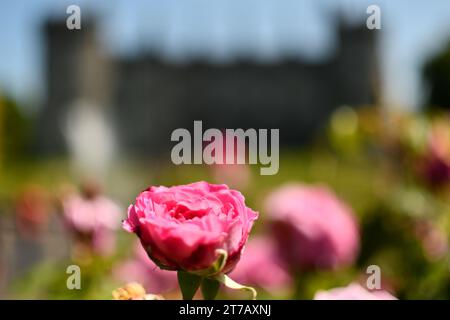 Rose rose dans le jardin, jardins du château de Kilkenny Banque D'Images