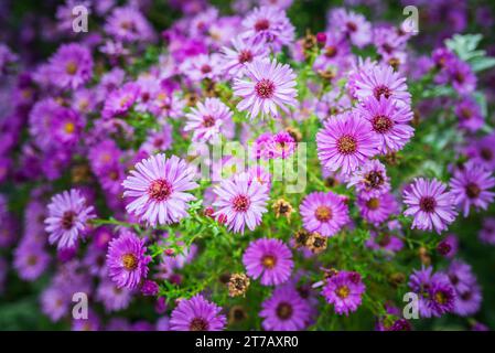 Symphyotrichum novi-belgii, également connu sous le nom d'Aster de New York, est l'espèce type de Symphyotrichum, un genre de la famille des Asteraceae dont les espèces étaient présentes Banque D'Images