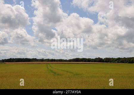 Nahe der kleinen Ortschaft Yport an der Küste der Normandie knn man wunderbar oberhalb der Steilküste wandern und wunderschöne Ausblicke genießen. - N Banque D'Images