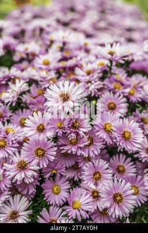 Symphyotrichum novi-belgii, également connu sous le nom d'Aster de New York, est l'espèce type de Symphyotrichum, un genre de la famille des Asteraceae dont les espèces étaient présentes Banque D'Images