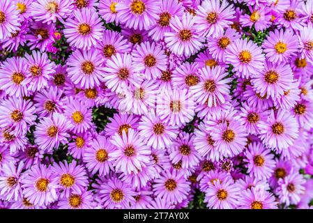 Symphyotrichum novi-belgii, également connu sous le nom d'Aster de New York, est l'espèce type de Symphyotrichum, un genre de la famille des Asteraceae dont les espèces étaient présentes Banque D'Images