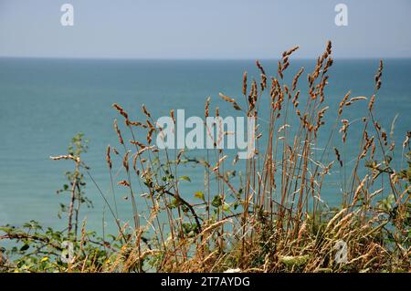 Nahe der kleinen Ortschaft Yport an der Küste der Normandie knn man wunderbar oberhalb der Steilküste wandern und wunderschöne Ausblicke genießen. - N Banque D'Images