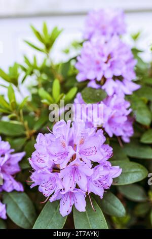 Rhododendron est un genre de 1 024 espèces de plantes ligneuses de la famille des landes (Ericaceae), persistantes ou caduques, et trouvées principalement en Asie Banque D'Images