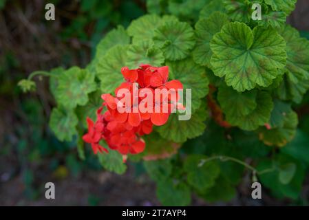 Pelargonium hortorum (Zonal). Pelargonium est un genre de plantes à fleurs, vivaces, succulentes et arbustes, communément appelés géraniums, pélargoniums, Banque D'Images