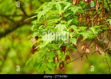 Acer tataricum ginnala (érable de l'Amour) est une espèce végétale à tiges ligneuses originaire du nord-est de l'Asie, de la Mongolie à l'est jusqu'à la Corée et au Japon, et au nord jusqu'à Banque D'Images