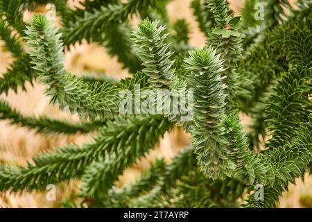 Araucaria araucana (arbre à queue de puzzle de singe, ou pin chilien) est un arbre à feuilles persistantes. Il est originaire du centre et du sud du Chili, de l'ouest de l'Argentine. Banque D'Images