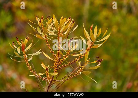 Myrica gale est une espèce de plante à fleurs du genre Myrica, originaire du nord et de l'Europe et de certaines parties du nord de l'Amérique du Nord. Les noms communs incluent Bog Banque D'Images