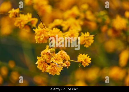 Kerria japonica, la seule espèce du genre Kerria, est un arbuste à feuilles caduques de la famille des Rosaceae, originaire de Chine, du Japon et de Corée. Banque D'Images