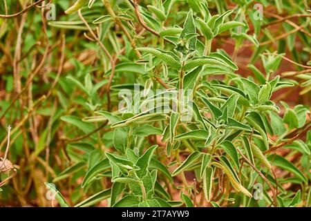Phlomis fruticosa (sauge de Jérusalem) est une espèce de plante à fleurs de la famille des Lamiaceae, originaire d'Albanie, Chypre, Grèce, Italie, Turquie et régions de Banque D'Images