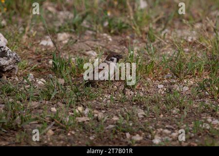 Oiseau dans la nature sauvage avec fond flou Banque D'Images